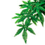 Exo Terra Abuliton Pflanze