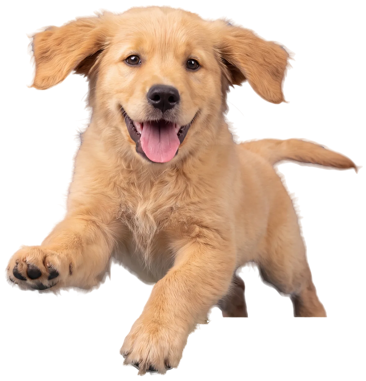 Golden-Retriever-Welpe springt fröhlich über die Kiste
